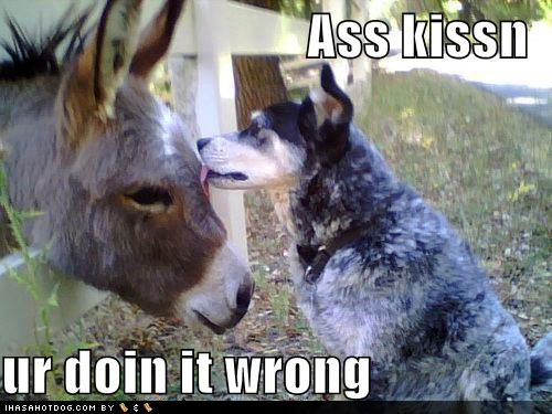 Funny+Donkey+Kissing++(12).jpg