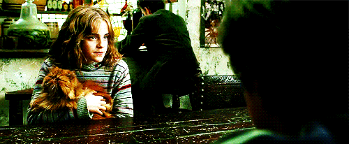 Кот гермионы