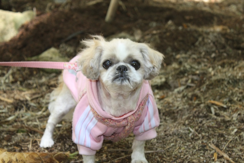 Merci03 シーズー看板犬との伊豆高原暮らし 伊豆でたけのこ狩り
