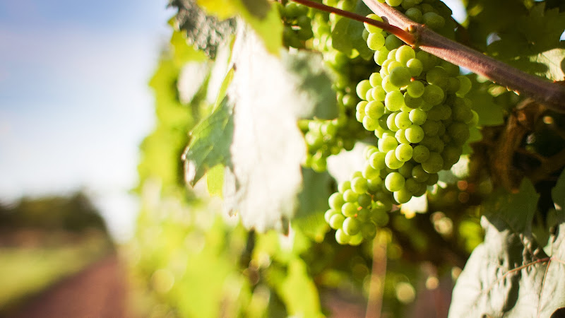 Grapes on Grapevine HD