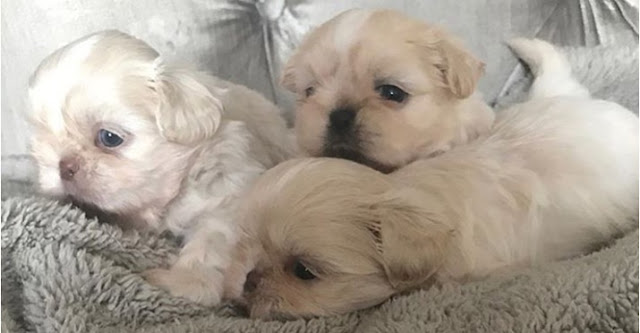 8 coisas que você precisa saber antes de comprar um SHIH TZU