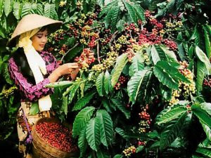 How to harvested coffe Harvested coffe