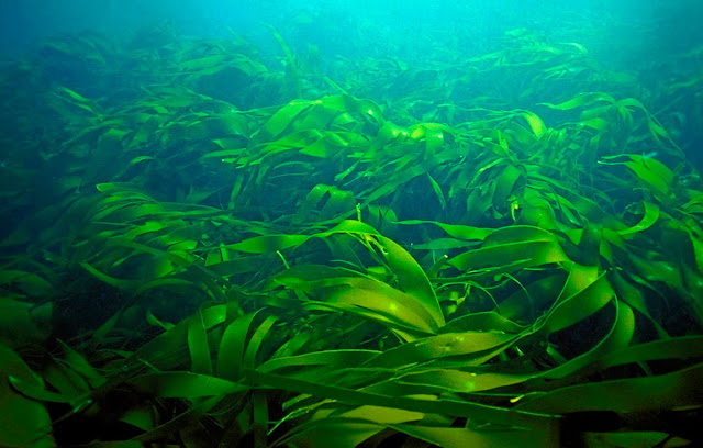Sea Secret: Algae for Skin and Health Care Sea Secret: Algae for Skin and Health Care