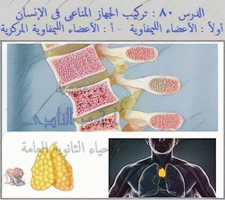  تركيب الجهاز المناعى فى الإنسان - أولاً : الأعضاء الليمفاوية  - أ : الأعضاء الليمفاوية المركزية