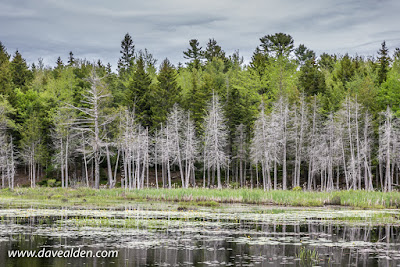 trees in Acadia National Park, Mount Desert Island, Maine