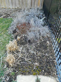 North York spring garden clean up before by Paul Jung Gardening Services Toronto