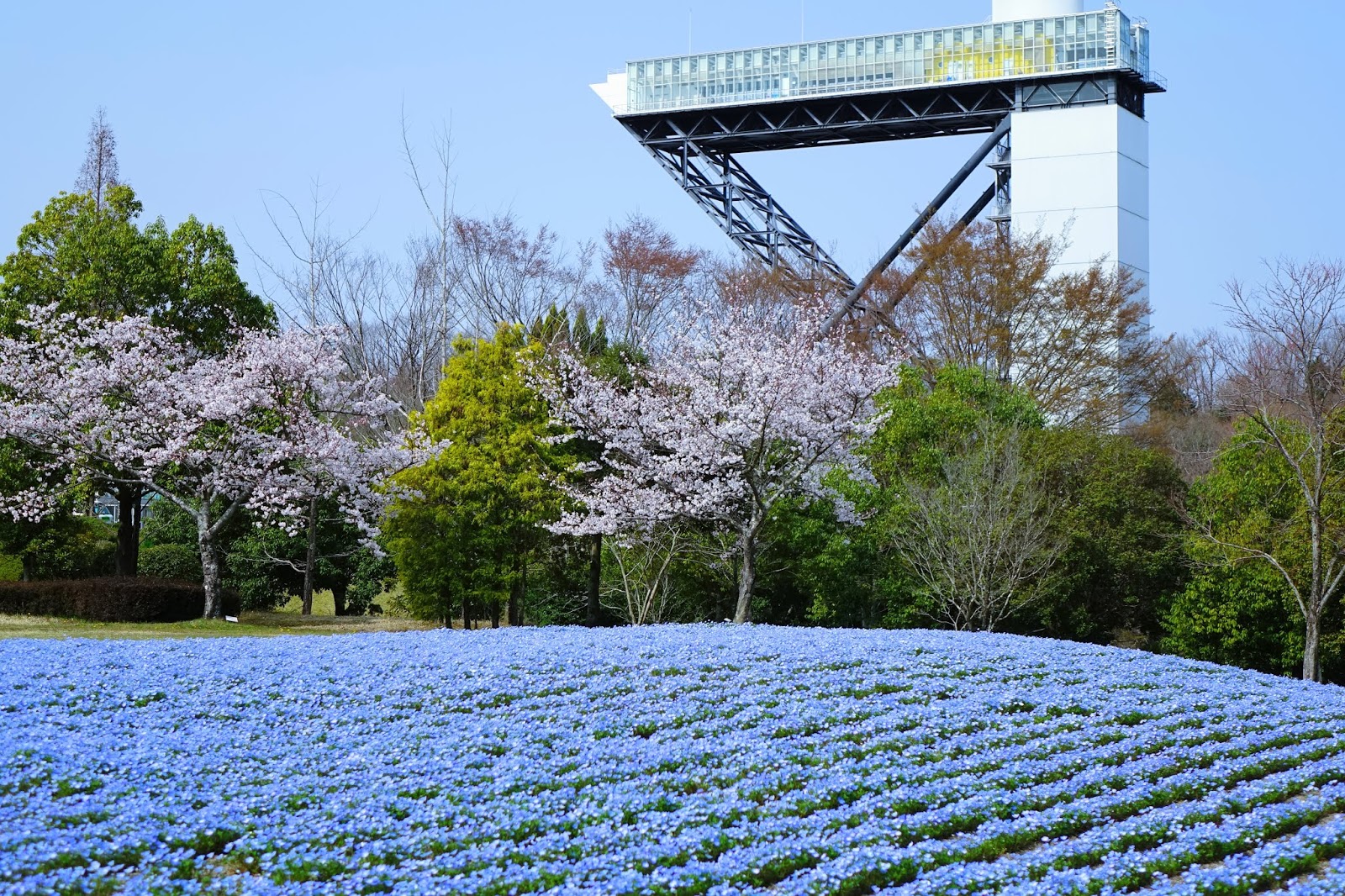 花フェスタ記念公園（その1）桜とネモフィラの共演