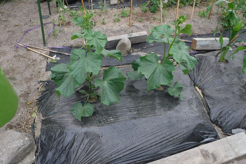 野菜 自給率90 家庭菜園 栽培記録 キュウリ支柱 ホウレンソウ雨よけ ブロッコリ収穫 5 6