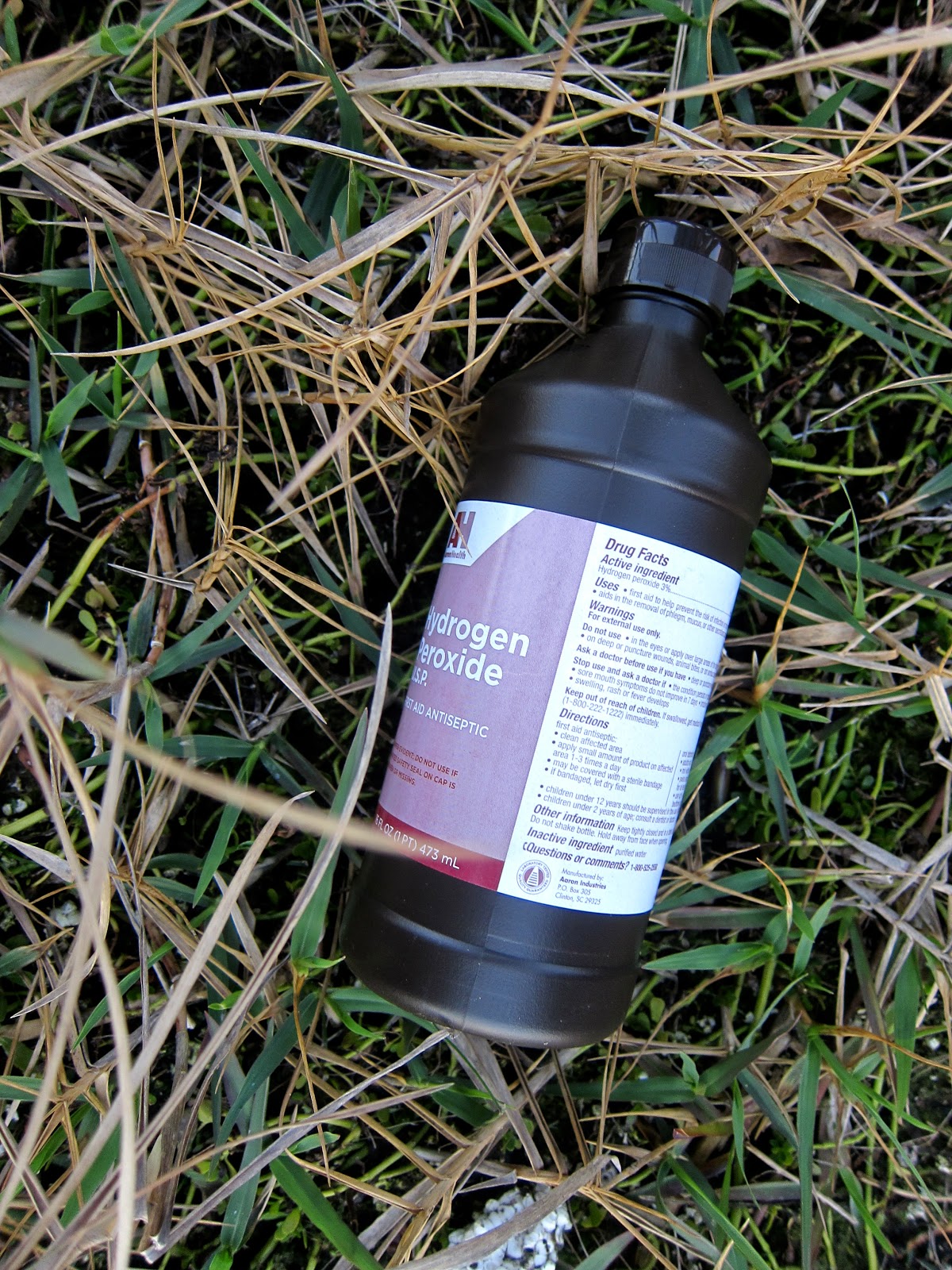 GOING PLACES ON EATING, DRINKING, AND ADVENTURE. How to Clean a Bat Skull!