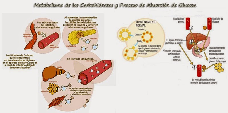 Prueba metabolismo de lipoproteinas