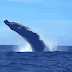 Ballenas jorobadas cautivan en aguas RD