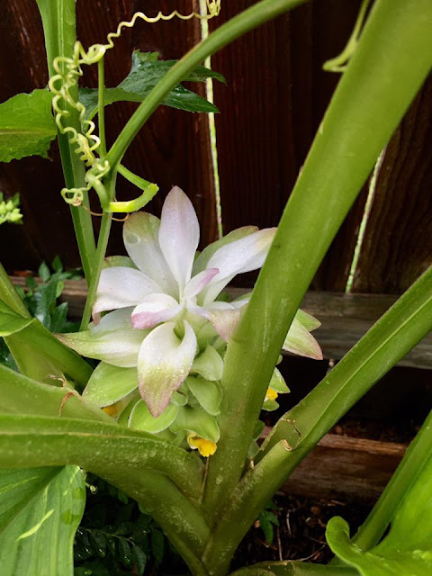 Turmeric Flower- Inflorescence