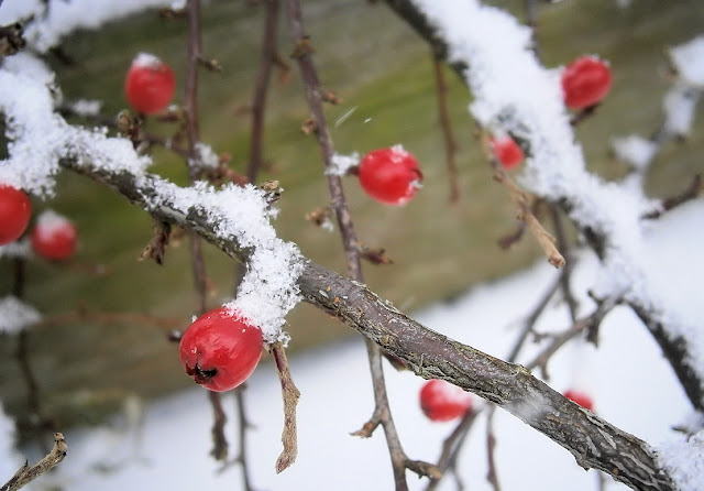 Winter red berries covered in snow