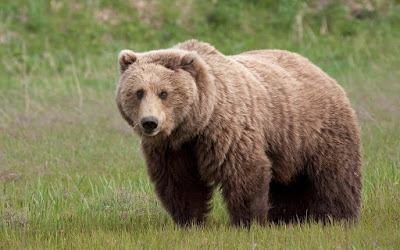 تفسير حلم رؤية الدب يطاردني أو هجوم الدب أو الدب الأسود أو دب الباندا في المنام 