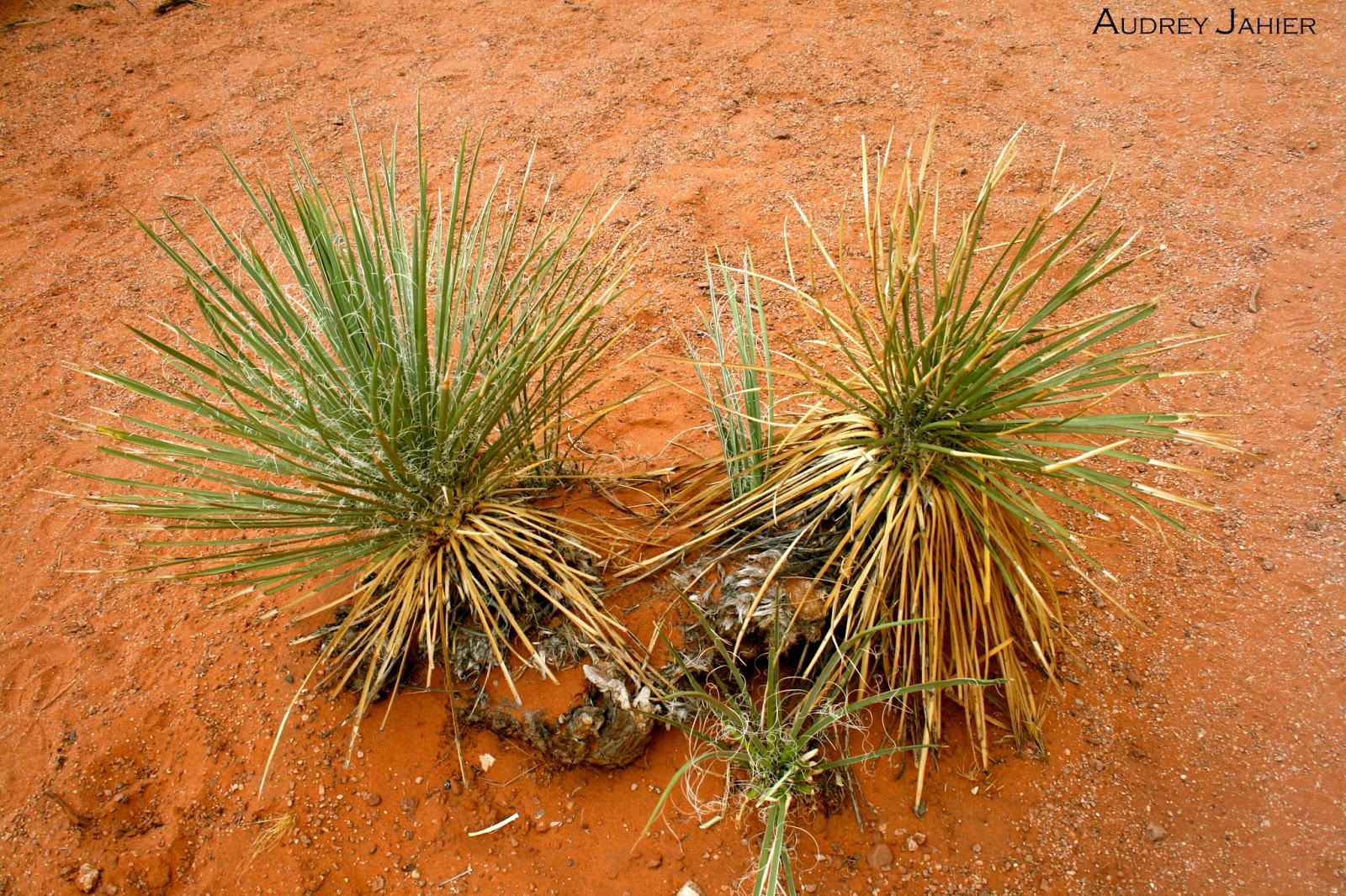 Road Trip USA 19 HorseShoe Bend Dream Travel Shoot