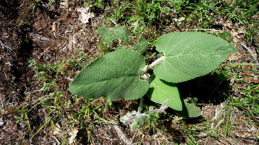 r o b i n 's y a r d: Phlomis samia