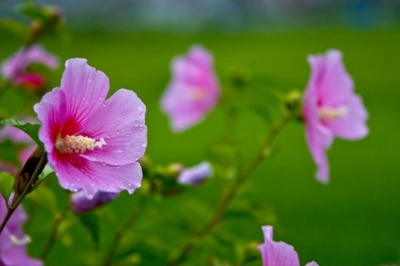 Korean Yun's happily Malaysia life The national flower of Korea