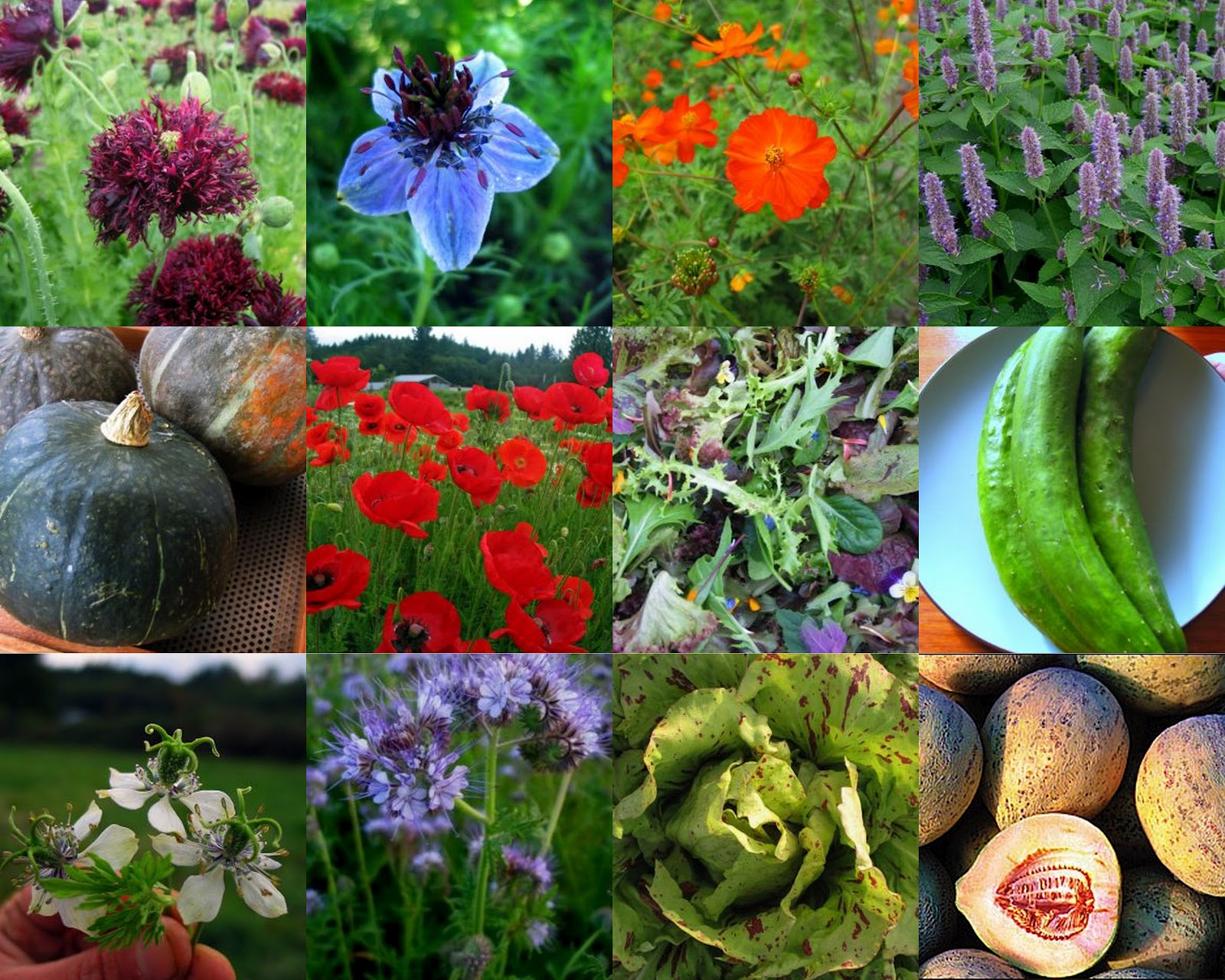 PedalPetal Seed Uprising