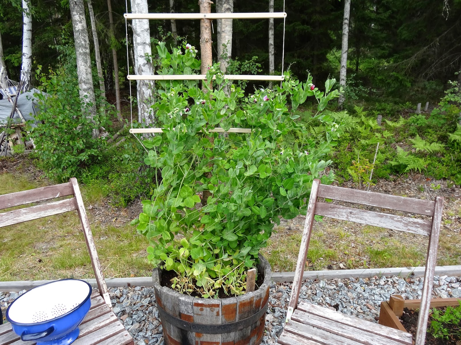 Dagens+sk%C3%B6rd+(9) - Dagens skörd