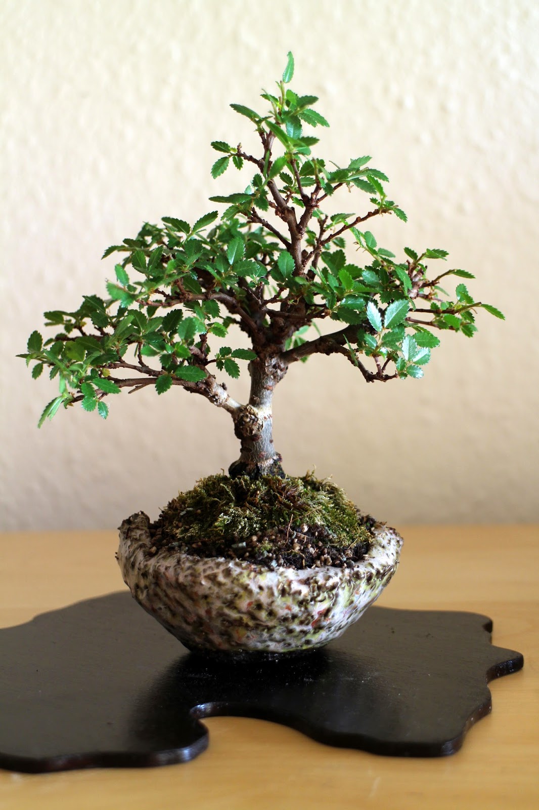 Bonsai Gemeinschaft Termine für Bonsai Ausstellungen 2015 ( Teil III )
