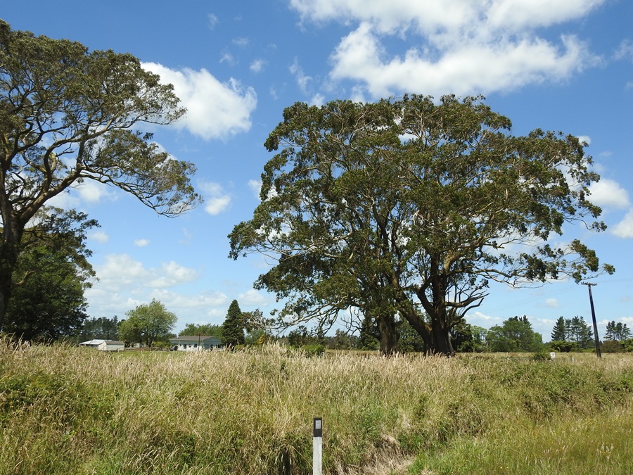 photographing New Zealand macrocarpa house