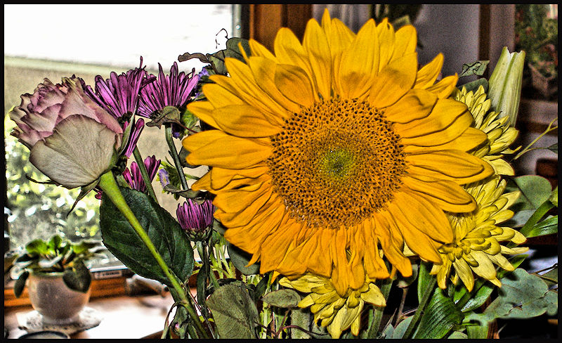 [Image: sunflower2SM.jpg]