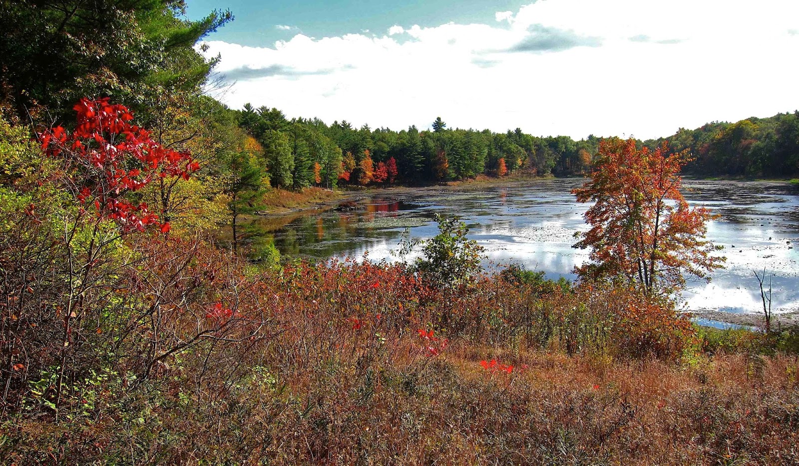 Saratoga woods and waterways Low Water at Mud Pond