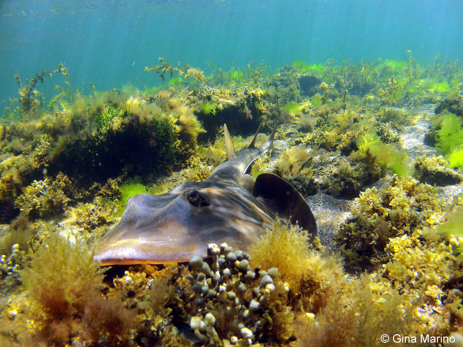 MELBOURNE.SNAPS Banjo Shark