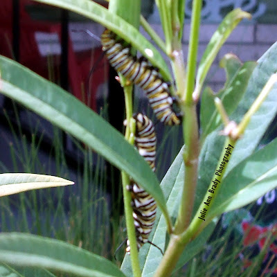 Two Monarch Butterfly Caterpillars on Tropical Milkweed June 8, 2018 Two Monarch Butterfly Caterpillars on Tropical Milkweed June 8, 2018