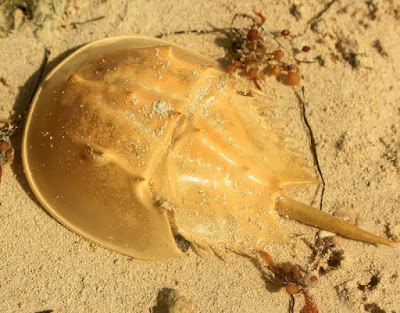 horseshoe-crab horseshoe-crab