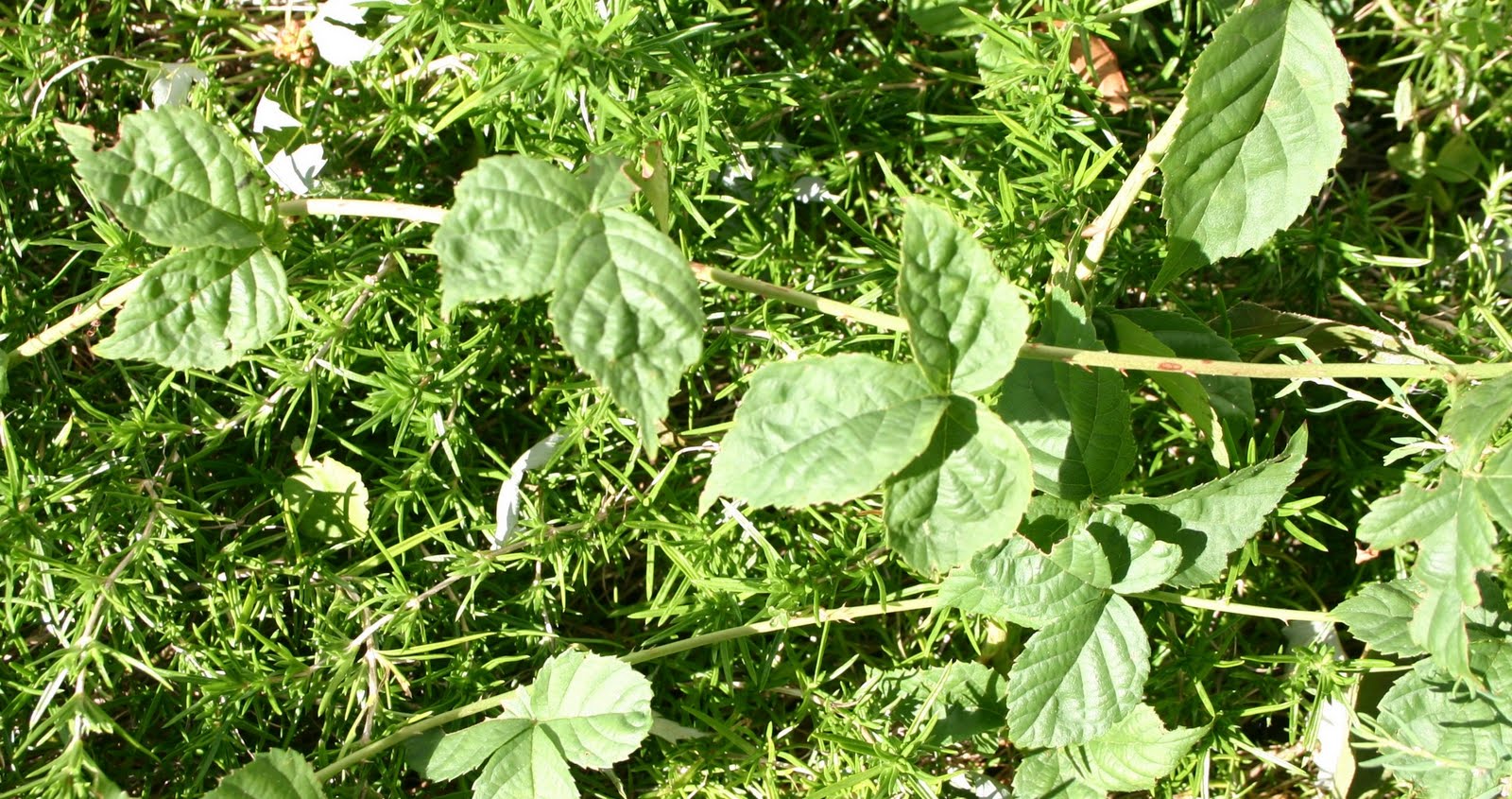 My Temple of Nature Bleeping Blackberry Vine