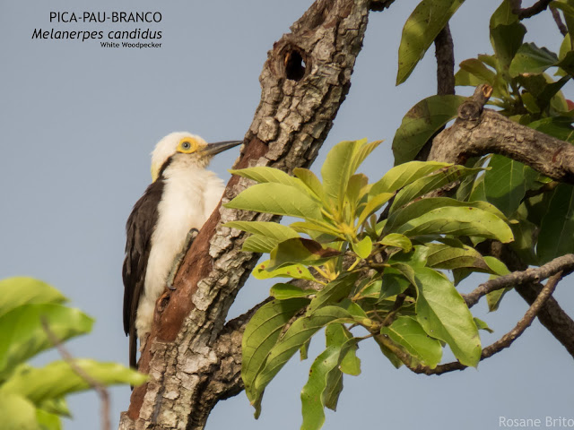 Pica pau branco Birro