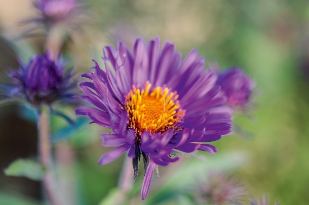 Symphyotrichum novi-belgii ‘Violetta’ сад трав