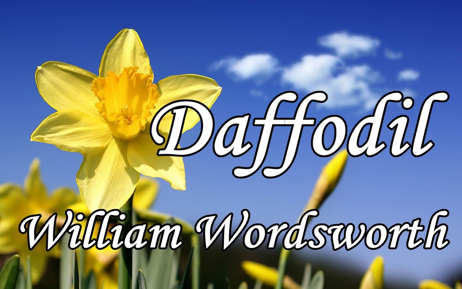 William wordsworth - (1770 - 1850) - daffodils. William wordsworth - (1770 - 1850) - daffodils. Daffodils by william wordsworth. Daffodils poem. William wordsworth daffodils.