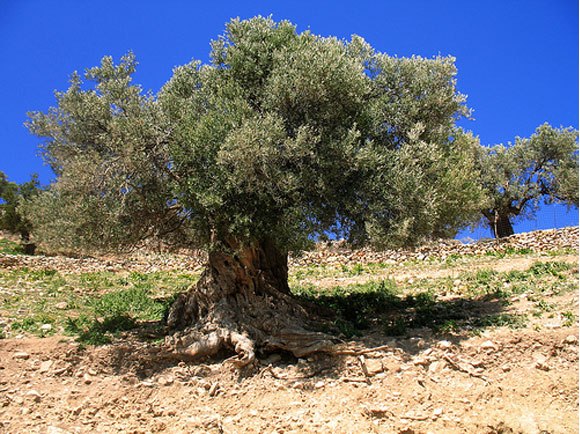 Pohon Gharqad dan Bangsa Yahudi - Merinding.com
