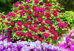 peony flower painting bush bushes paintings azalea unusual