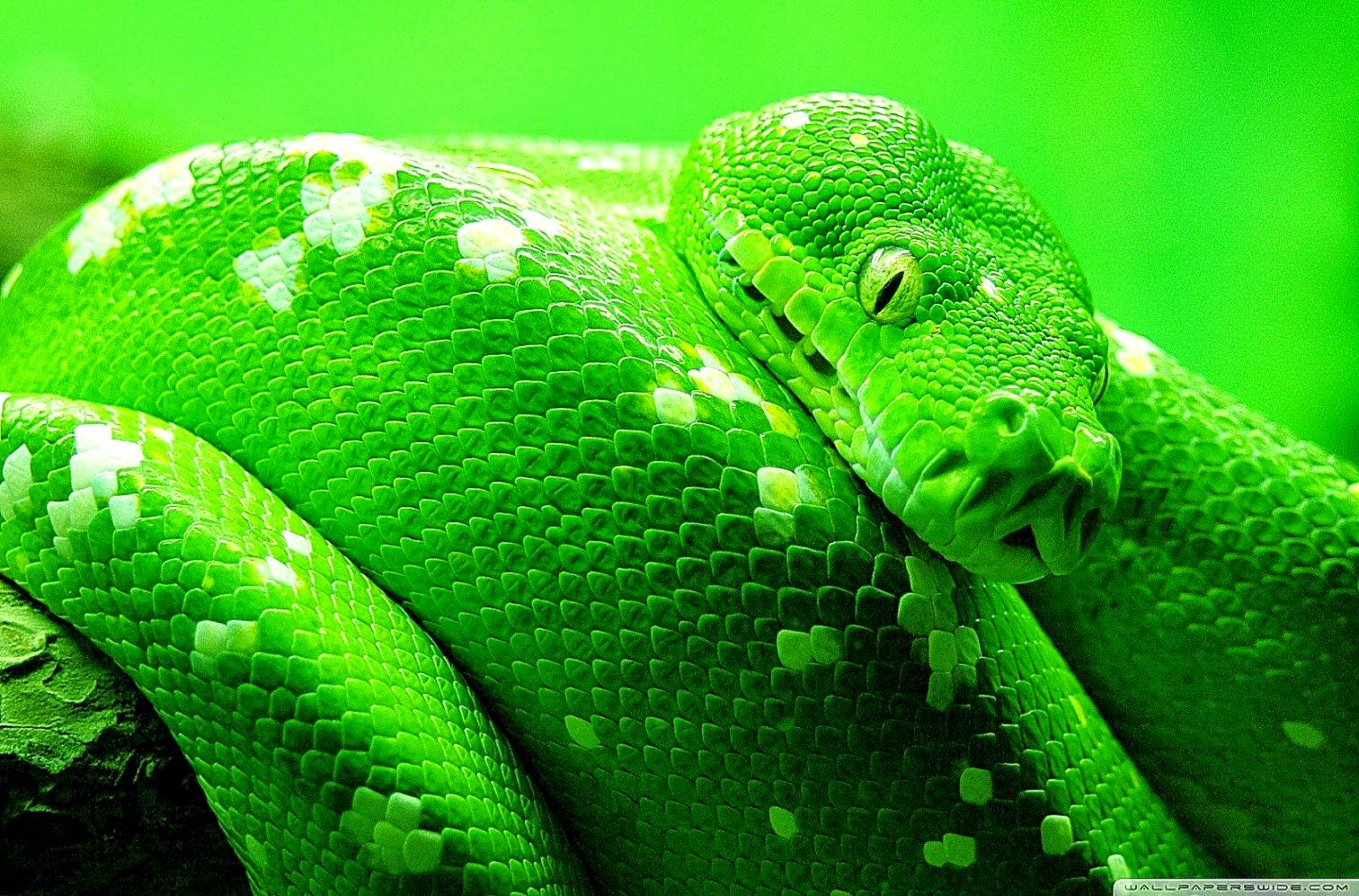 Boa Tree Snake HD desktop wallpaper  High Definition  Fullscreen