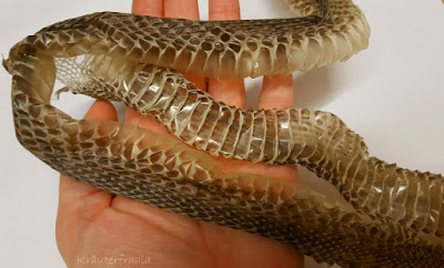 RIngelnatterhaut in der Hand