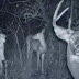 Ces photos prises dans la forêt par des détecteurs de mouvements vous glaceront le sang.