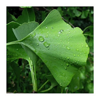 Ginkgo Biloba Pulver - 100 gr