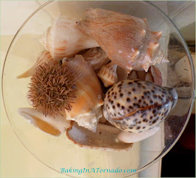 Shells collected on Marco Island | www.BakingInATornado.com | #nature #beach #shells