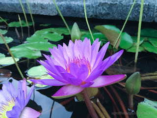Sweet Purple Lotus Flower At The Lotus Pond Of Buddhist Monastery In Bali Indonesia