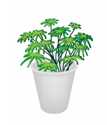Houseplant Foliage Plant 観葉植物 を英語で何というべきか