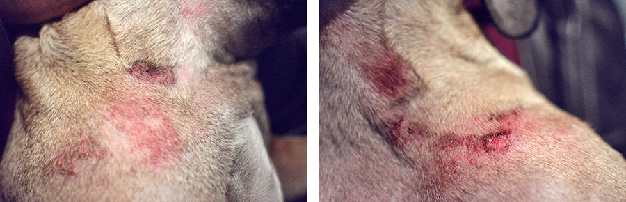 Allergie und Juckreiz beim Hund Cytopoint Lokivetmab Wirkung Kosten und Erfahrung Allergie und Juckreiz beim Hund Cytopoint Lokivetmab Wirkung Kosten und Erfahrung