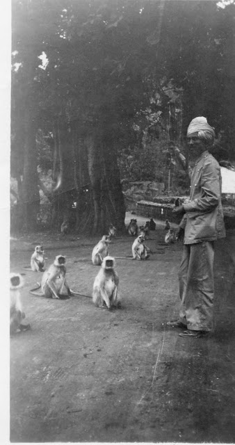 Sacred+Monkeys+in+the+mountains+outside+of+Bombay+(Mumbai)+-+India+1939