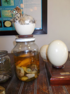 Stuffed "Ostrich Chick" along with a "Formaldehyde" preserved sample.