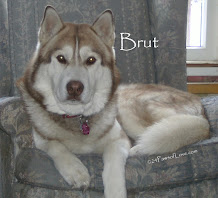 Brut~Forever Father of the Paws