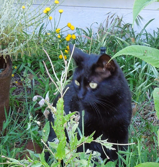 Black cat looking at hornworm on borage plant. Cat peaking though hole in fence. © B. Radisavljevic