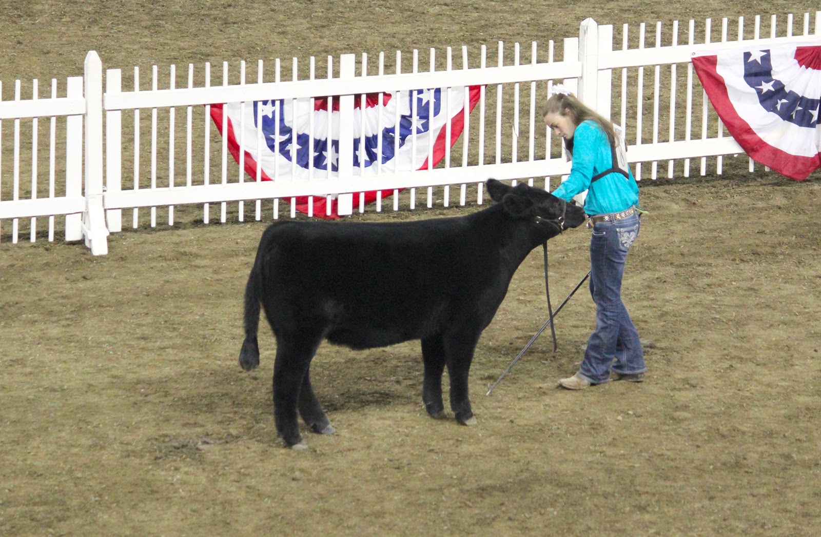 Executive Sires, Inc. 2012 NAILE Jr. Heifer Show Division 1 Maine