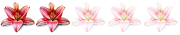 2 Lilien